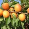 Kompakt Wachsende Aprikose `CompactaⓇ´ Prunus Armeniaca `Compacta´ -Obstbaumes Geschaft compacta1