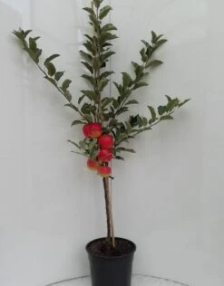 Elstar ® Malus Domestica 11 Elstar ® Malus Domestica -Obstbaumes Geschaft elstar bscuhbaum
