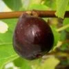 Feige Gustissimo® Morena® Ficus Carica `Morena´