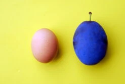 Haganta (S) Prunus Domestica `Haganta´ -Obstbaumes Geschaft haganta12