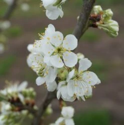Hanita ® Prunus Domestica `Hanita -Obstbaumes Geschaft hanita bl te