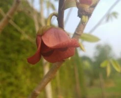 Veredelte Indianerbanane `Allegheny´® Peterson Pawpaws® Asimina Triloba `Allegheny´ 9 Veredelte Indianerbanane `Allegheny´® Peterson Pawpaws® Asimina Triloba `Allegheny´ -Obstbaumes Geschaft indianaerbanane bl tefn0zwKy38WN32