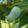 Veredelte Indianerbanane (Paw Paw) `Halvin´ Asimina Triloba `Wells´ -Obstbaumes Geschaft indianerban frucht 1