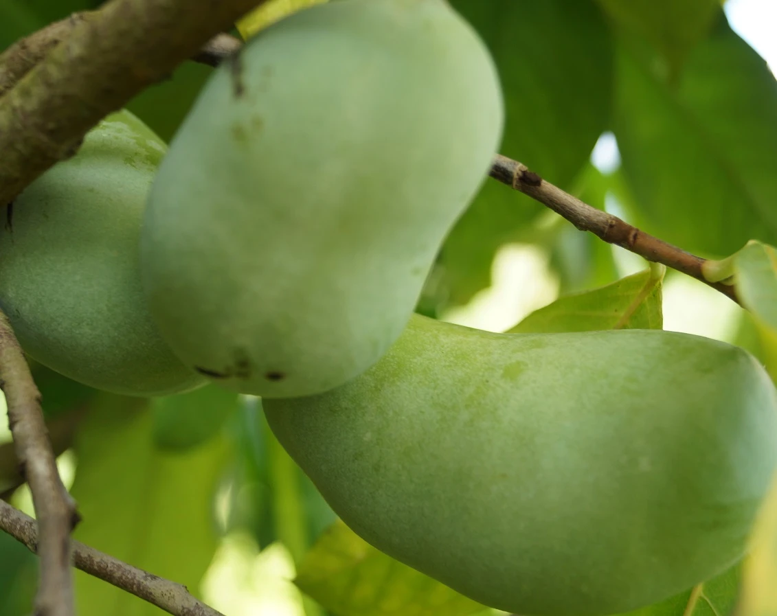 Veredelte Indianerbanane `NC1´ Asimina Triloba `NC1´ 2 Veredelte Indianerbanane `NC1´ Asimina Triloba `NC1´