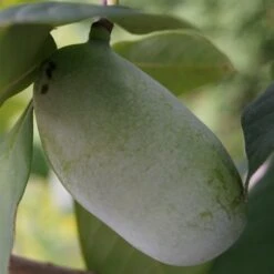 Veredelte Indianerbanane (Paw Paw) `Prima 1216´ (40-60cm) Asimina Triloba `Prima 1216´ 8 Veredelte Indianerbanane (Paw Paw) `Prima 1216´ (40-60cm) Asimina Triloba `Prima 1216´ -Obstbaumes Geschaft indianerbanane43 1