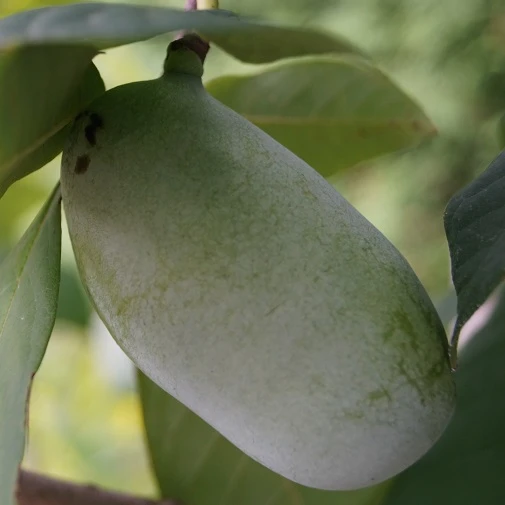 Veredelte Indianerbanane (Paw Paw) `Prima 1216´ Asimina Triloba `Prima 1216´ 5 Veredelte Indianerbanane (Paw Paw) `Prima 1216´ Asimina Triloba `Prima 1216´ – Bild 3