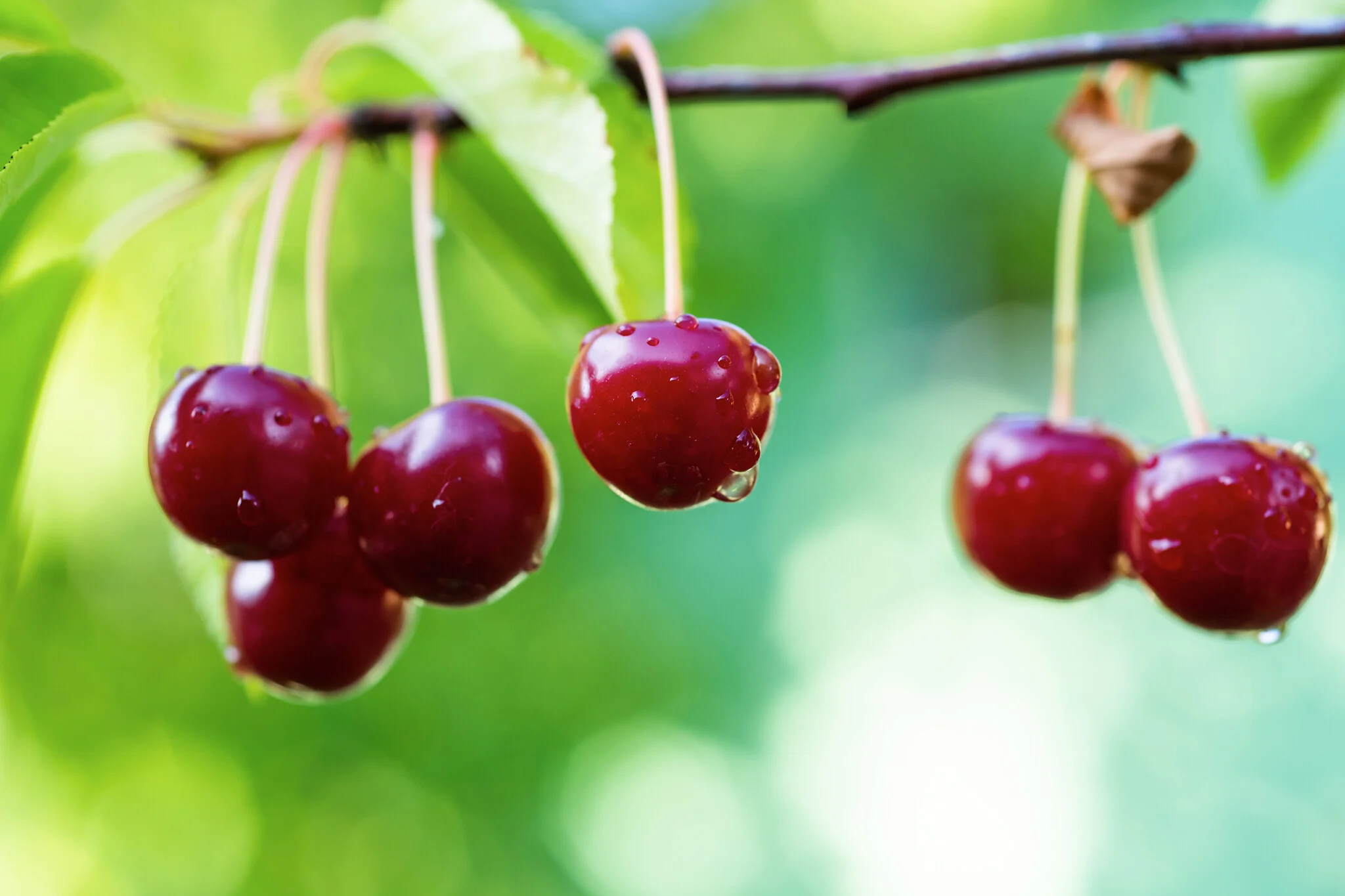 Obstbaumes Geschaft -Obstbaumes Geschaft kirschbaum prunus sylvia 4 stueck suess niederstae