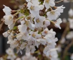 Zwerg-Zierkirsche `Kojou-no-mai´ Prunus Incisa `Kojou-no-mai´ -Obstbaumes Geschaft kojou no mai2
