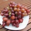 Kourgan Rose, Pilzfeste Weinrebe Vitis `Kourgan Rosé´ -Obstbaumes Geschaft kourgan rose