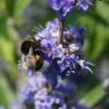 Mönchspfeffer Vitex Agnus Castus -Obstbaumes Geschaft m nchspfeffer 44