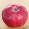 Melrose Malus Domestica `Melrose´ -Obstbaumes Geschaft malus domestica melrose
