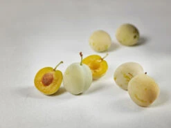 Mirabelle `Bellamira´ ® Prunus Domestica Subsp. Syriaca `Bellamira´ -Obstbaumes Geschaft mirabelle bellamira g