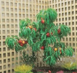 Zwergnektarine `Rubis® Necta ZeeⓈ´ Prunus Nucipersica 8 Zwergnektarine `Rubis® Necta ZeeⓈ´ Prunus Nucipersica -Obstbaumes Geschaft nektarine necta zee rubis baum