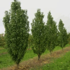 Säulen-Pfirsich `Ellora´ Prunus Persica `Ellora´ -Obstbaumes Geschaft pfirsich ellora baeume