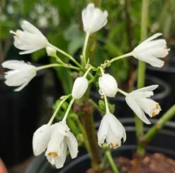 Rispen-Pimpernuss Staphylea Pinnata 9 Rispen-Pimpernuss Staphylea Pinnata -Obstbaumes Geschaft pimpernuss2