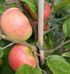 Prinz Albrecht Von Preußen Malus Domestica -Obstbaumes Geschaft prinz albrecht 1