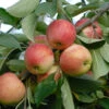 Rebella ® Malus Domestica 2 Rebella ® Malus Domestica -Obstbaumes Geschaft rebellas