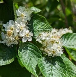 Erlenblättrige Eberesche `Red Bird´ Sorbus Alnifolia `Red Bird´ -Obstbaumes Geschaft red bird 2