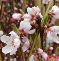 Pfirsich Red Haven Prunus Persica `Red Haven´ -Obstbaumes Geschaft red haven bl te