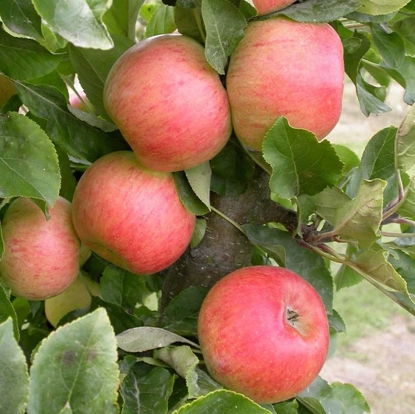 Säulenapfel Rhapsodie Ⓢ Malus Domestica 3 Säulenapfel Rhapsodie Ⓢ Malus Domestica