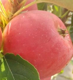 Bestseller -Obstbaumes Geschaft rotfleischiger s ulenapfel41