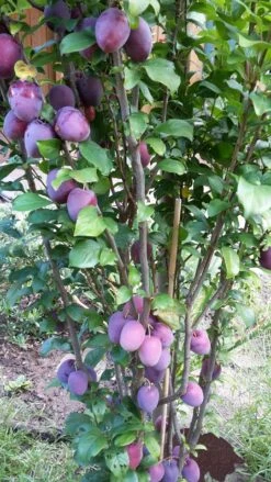 Rote Säulen-Mirabelle `Ruby´ Wurzelnackt Prunus Domestica Subsp. Syriaca `Ruby´ -Obstbaumes Geschaft ruby2a0Cx9InYDY0Pl