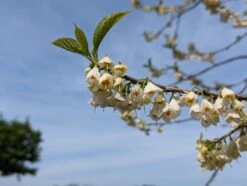 Schneeglöckchenbaum Halesia Carolina -Obstbaumes Geschaft schneegl ckchenbaum2