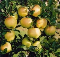 Sirius Ⓢ Malus Domestica `Sirius´ -Obstbaumes Geschaft sirius3