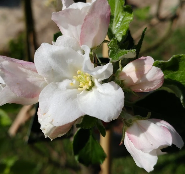 Säulenapfel Spurkoop Malus Domestica `Spurkoop´ 4 Säulenapfel Spurkoop Malus Domestica `Spurkoop´ – Bild 2