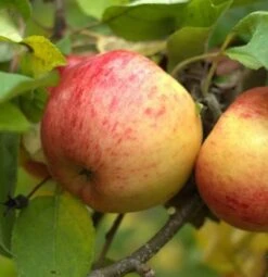 Bestseller -Obstbaumes Geschaft topaz 1