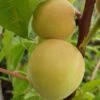 Honigpfirsich `Honeysun®´ Prunus Persica `Honeysun´ -Obstbaumes Geschaft zierpfirsich fruchtXZbYapVdmRotk