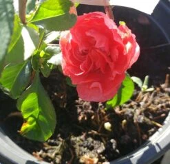 Zierquitte `Pink Storm´ Chaenomeles Japonica `Pink Storm´ 9 Zierquitte `Pink Storm´ Chaenomeles Japonica `Pink Storm´ -Obstbaumes Geschaft zierquitte chaenomeles pink storm