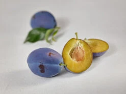 Haganta (S) Prunus Domestica `Haganta´ -Obstbaumes Geschaft zwetschge haganta g