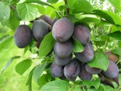 Katinka Ⓢ Prunus Domestica `Katinka´ -Obstbaumes Geschaft zwetschge katinka f